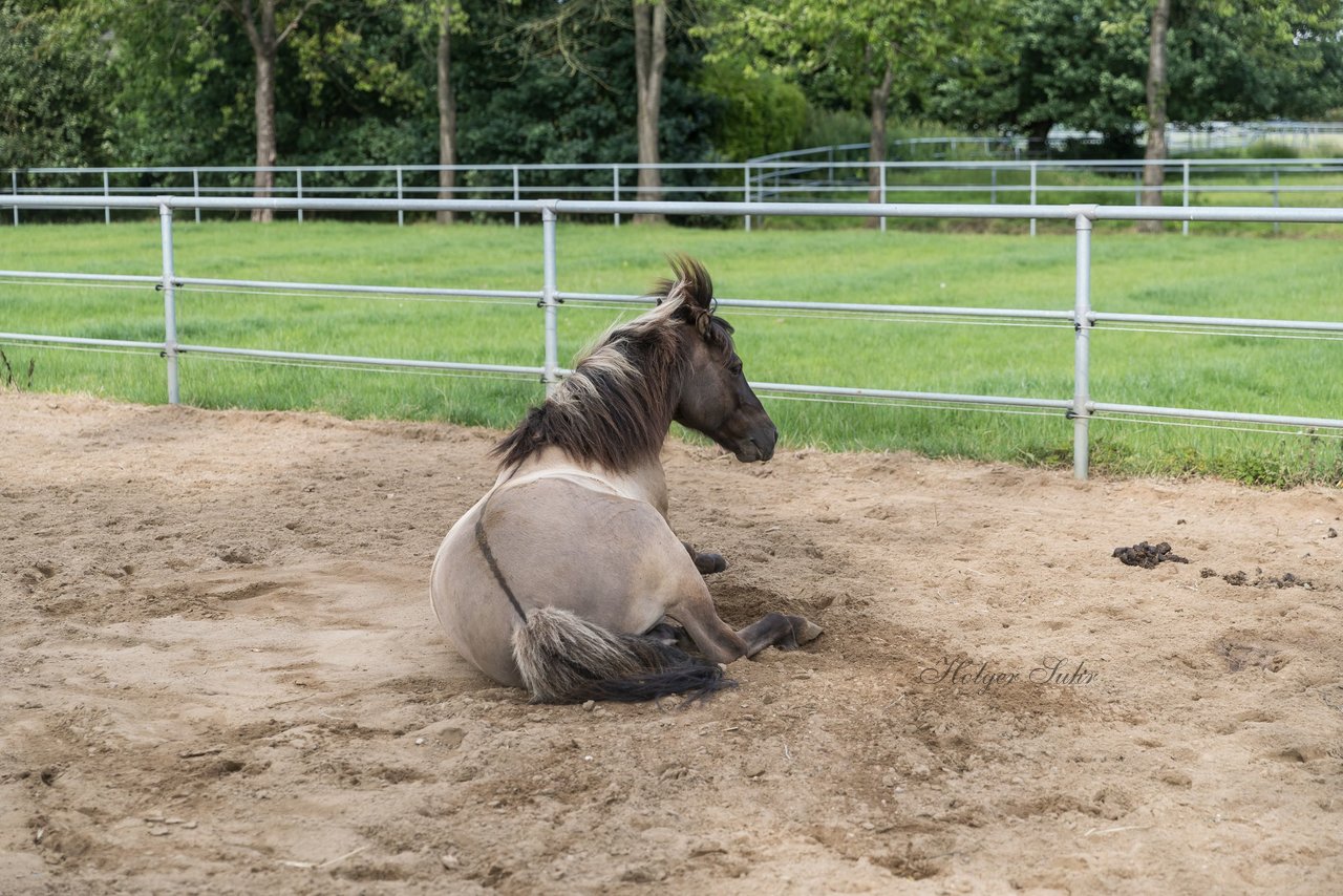 Bild 65 - Pony Akademie Turnier